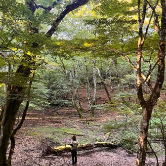 癒される🌳