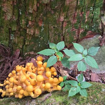 美味しそう🍄のブーケ💐