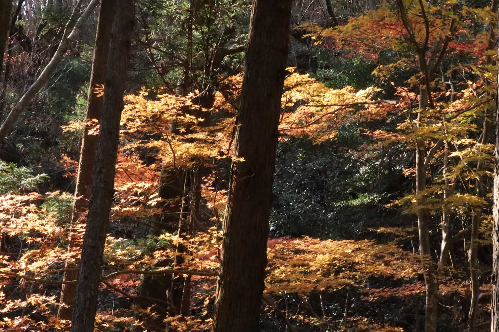 登り口の紅葉🍁も終わりですね