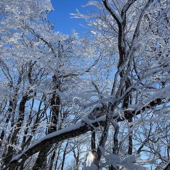 9合目を過ぎると霧氷🧊