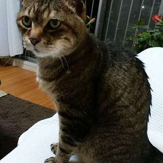 ハナ