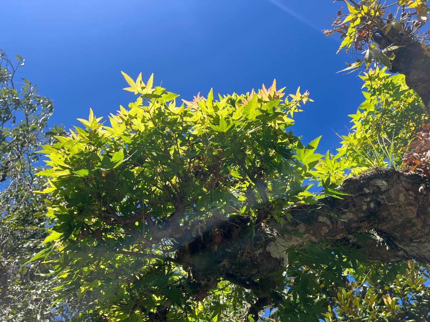 青空とスケルトン緑🌱