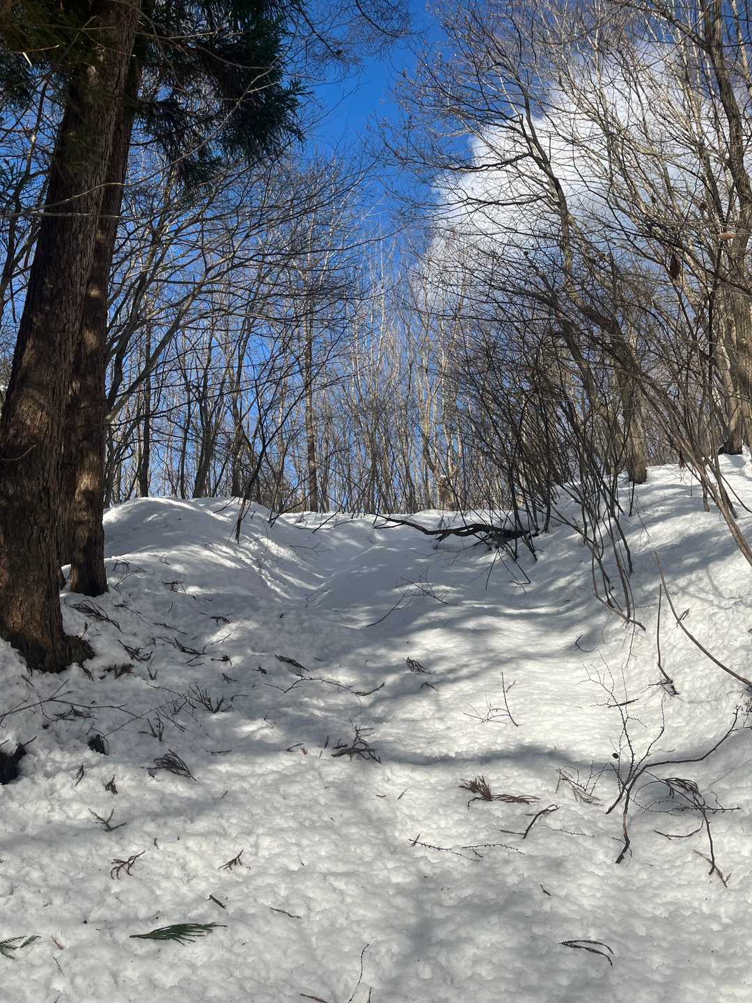 夏季は藪で踏み入れようなんて思わない道ですが積雪期は余裕
最初の30分は脚があがらず
息が上がる・・・