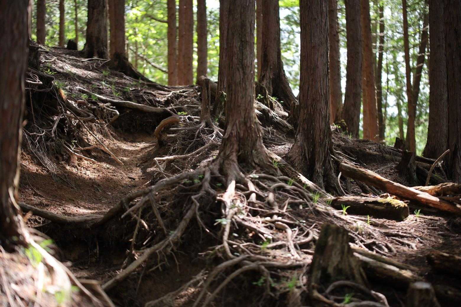 歩きやすい杉の樹林帯に咲くのは‥