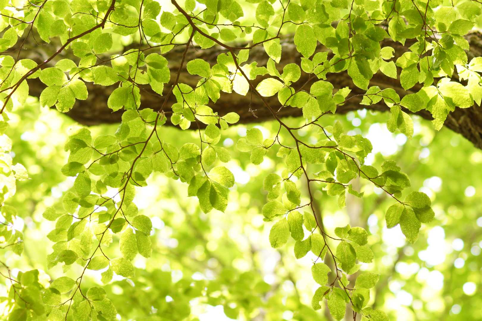 新緑が眩しい🌱

一眼レフ撮影📸