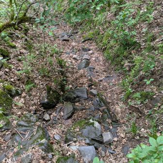 登山道はこんな感じ