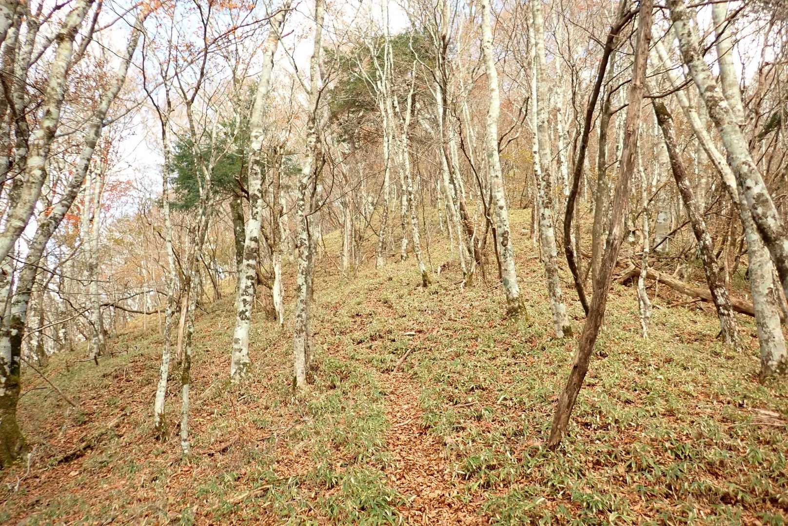 見上げたらまあまあの急登💦ちょっと落ち葉も落ちてて登っててもキツイ💦