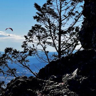 パラグライダーが優雅に飛んでいます