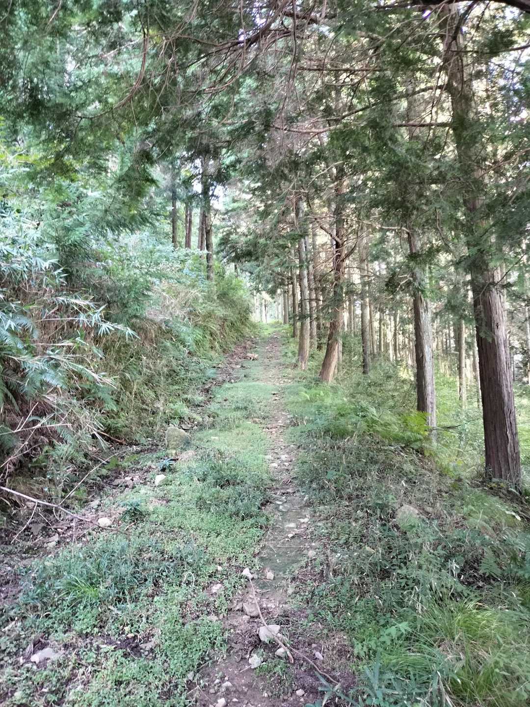 すぐに普通の山道になり、一安心。
