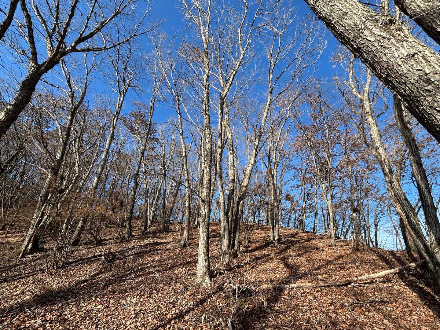 落ち葉を踏み締め、誰もいない静かな山を歩く