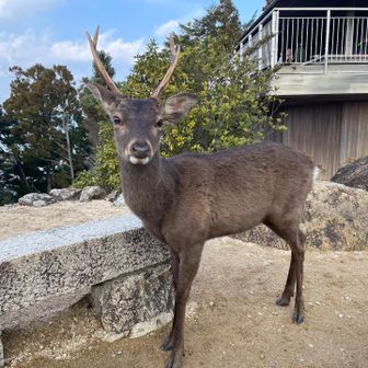 ここにもいた。アーバン。