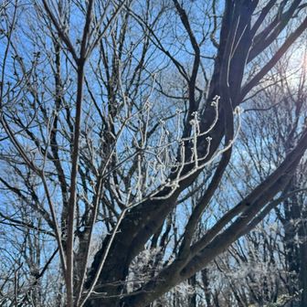 霧氷になりそう