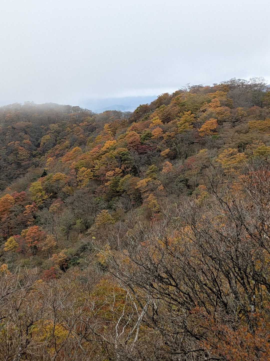 大倉バス停-後沢乗越-鍋割山-小丸 往復コースの写真