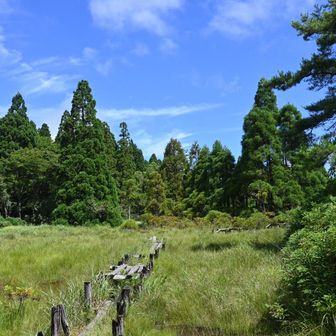 八雲ヶ原の湿原