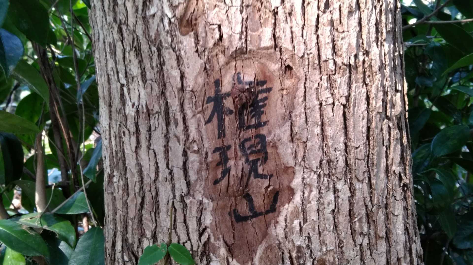 権現山　頂上。(40m)