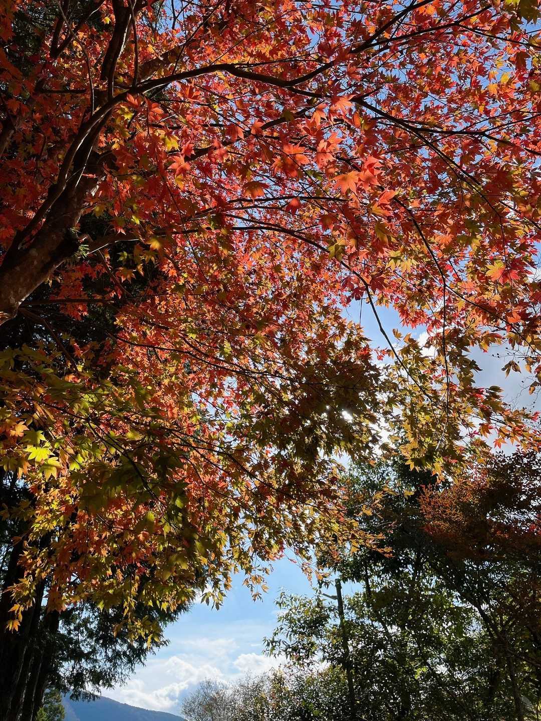 公時神社登山口-金時山-金時山登山口-金時登山口バス停 縦走コースの写真
