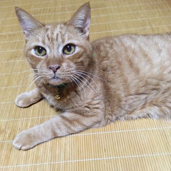 中条（ナカジョウ）