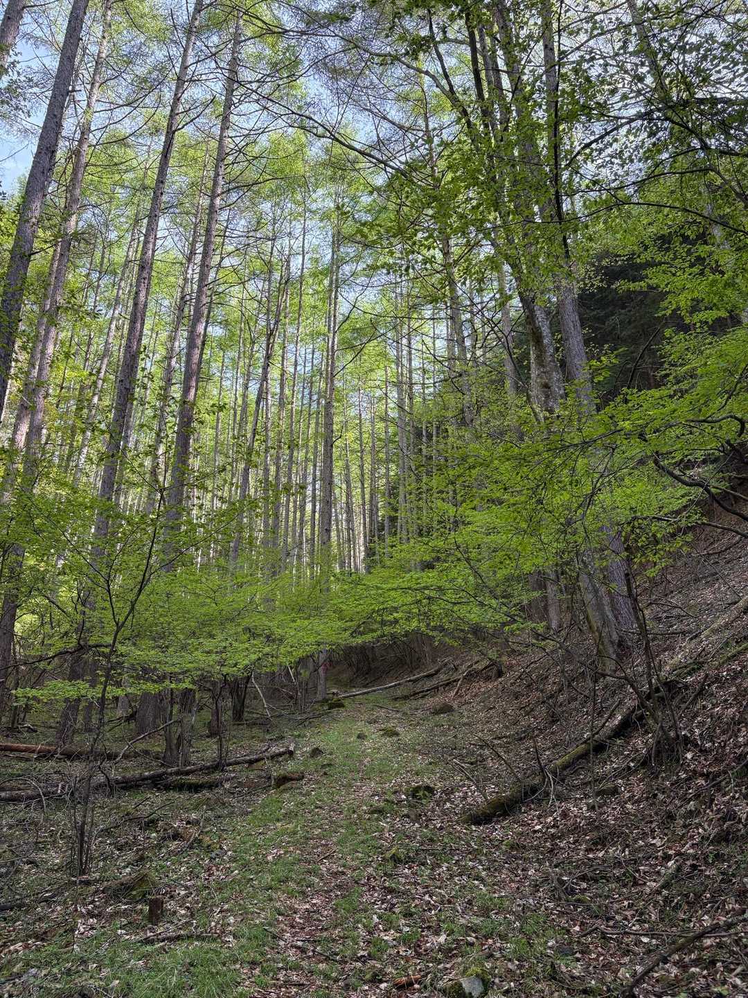 帯那山登山道入口-帯那山 往復コースの写真