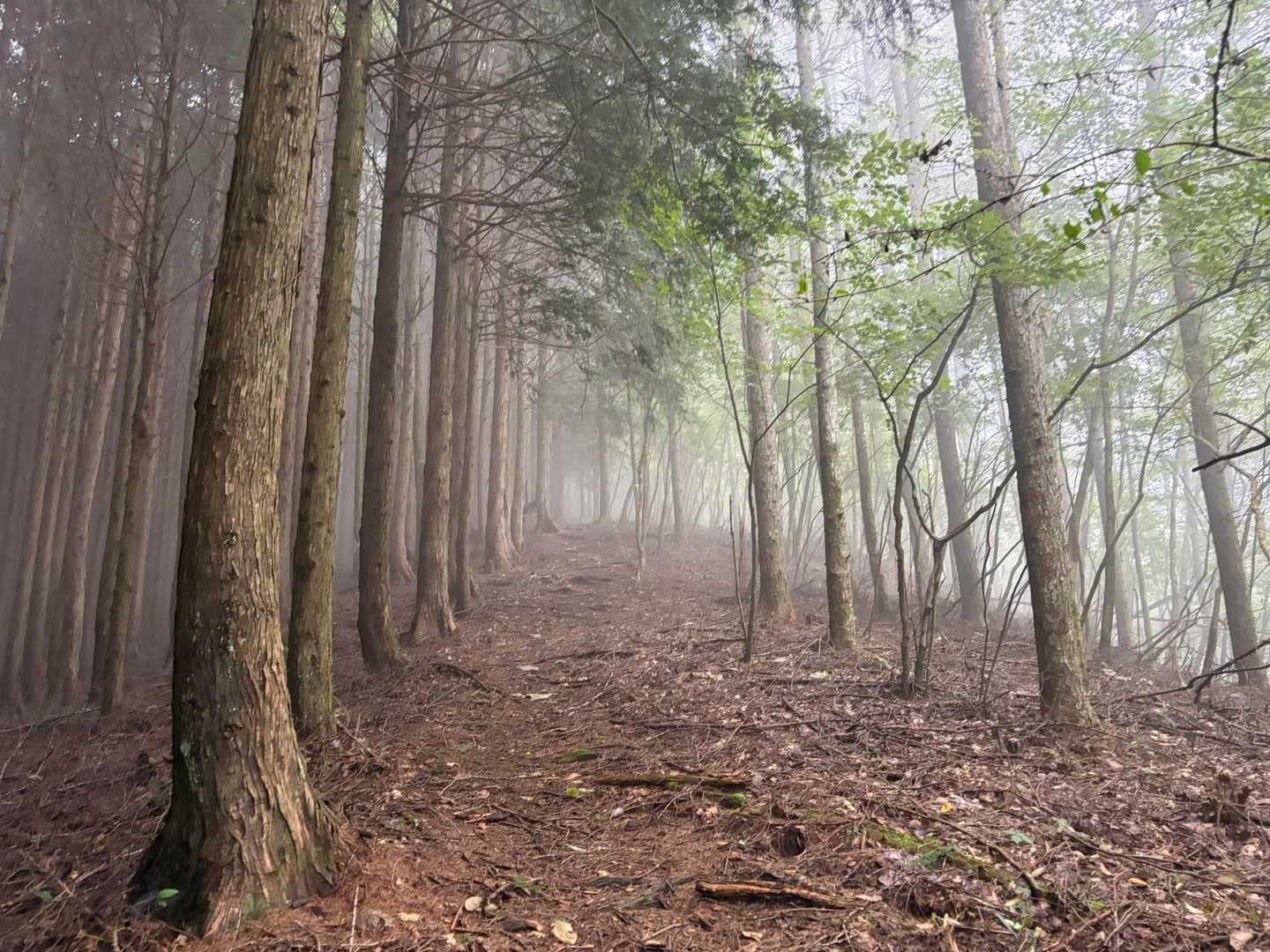白くガスってました。