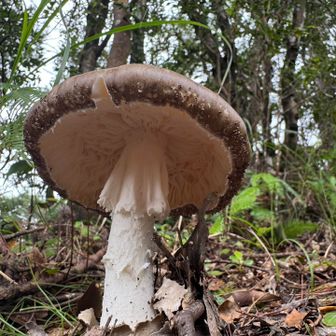 なかなかのアングル🍄‍🟫