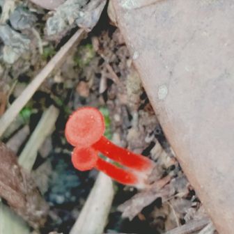 🍄