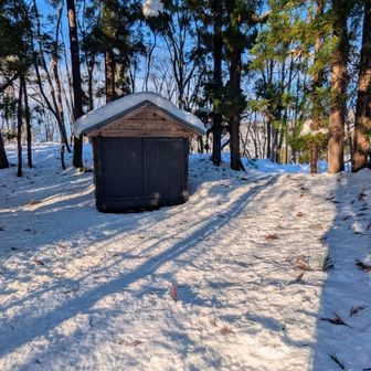 男亀森の神社に祈りを捧げて、林間モフモフ斜面を直線的に下山すると、