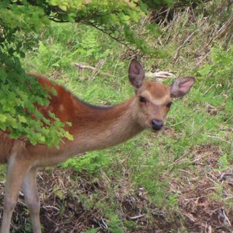 ばんびΨ・ｴ・Ψ　)。
