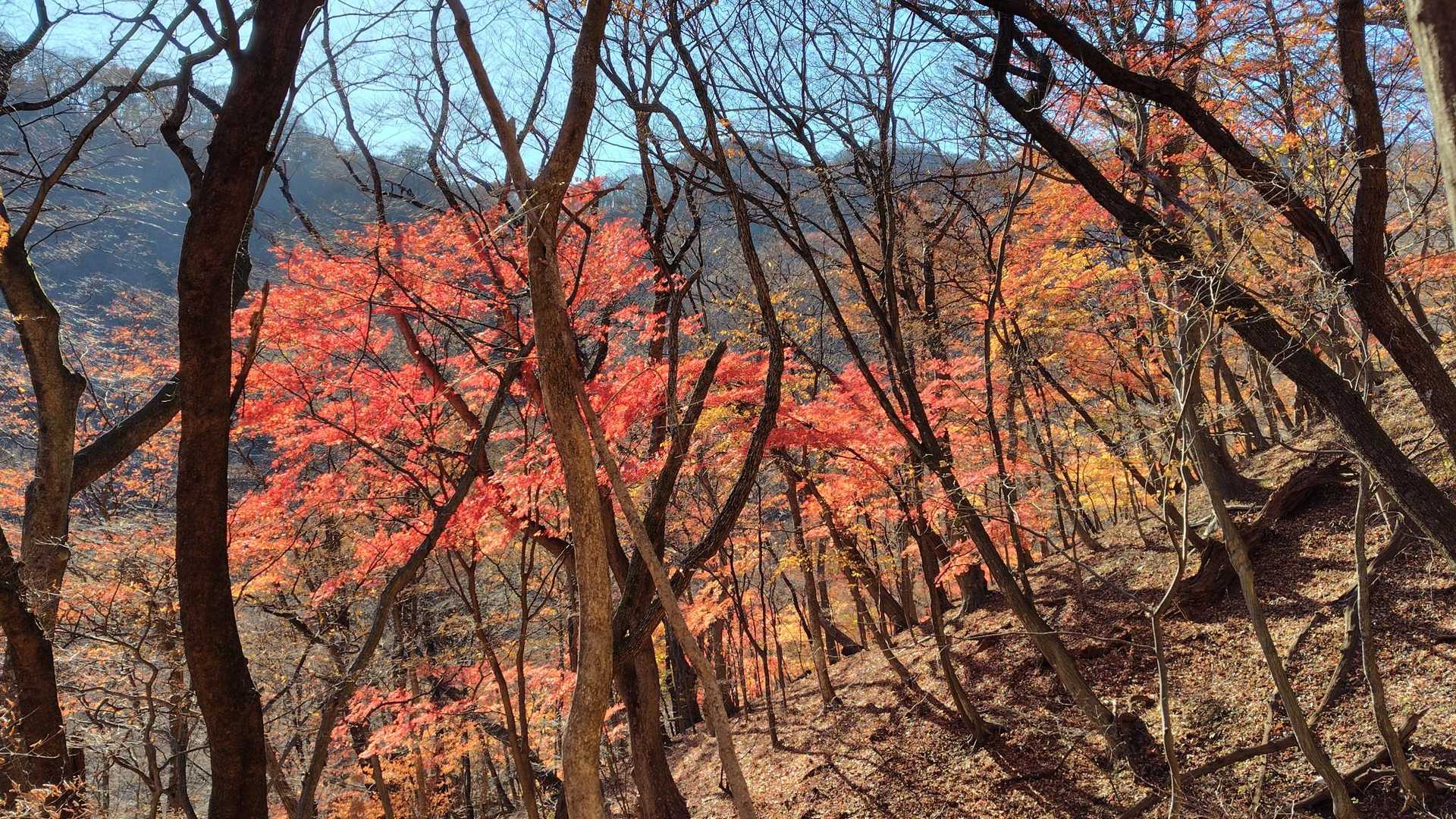 【フラット登山】廃バスと廃墟の峠道をたどり　軽井沢から群馬へバスの写真