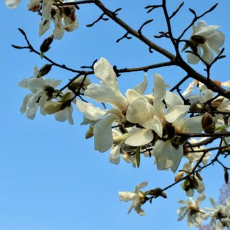 見上げると先日ツボミだったコブシがもう満開🌸
綺麗やなー