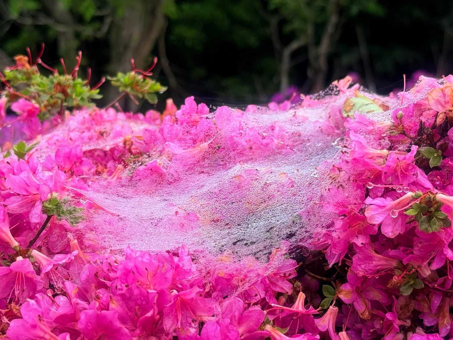 蜘蛛の巣🕸️