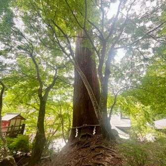 大木からパワーをもらえた気がする