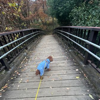 橋は怖いらしい