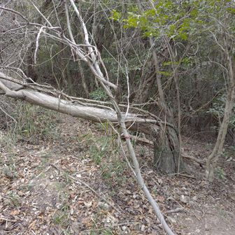 倒木を迂回→木の根っこ(ツル？)に引っかかる→コケる寸前。
ループの根っこには気をつけて⚠️