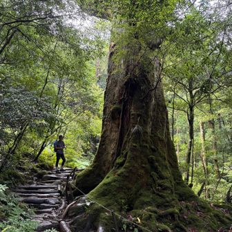 七本杉。人と並ぶと圧倒的な大きさがよく分かります