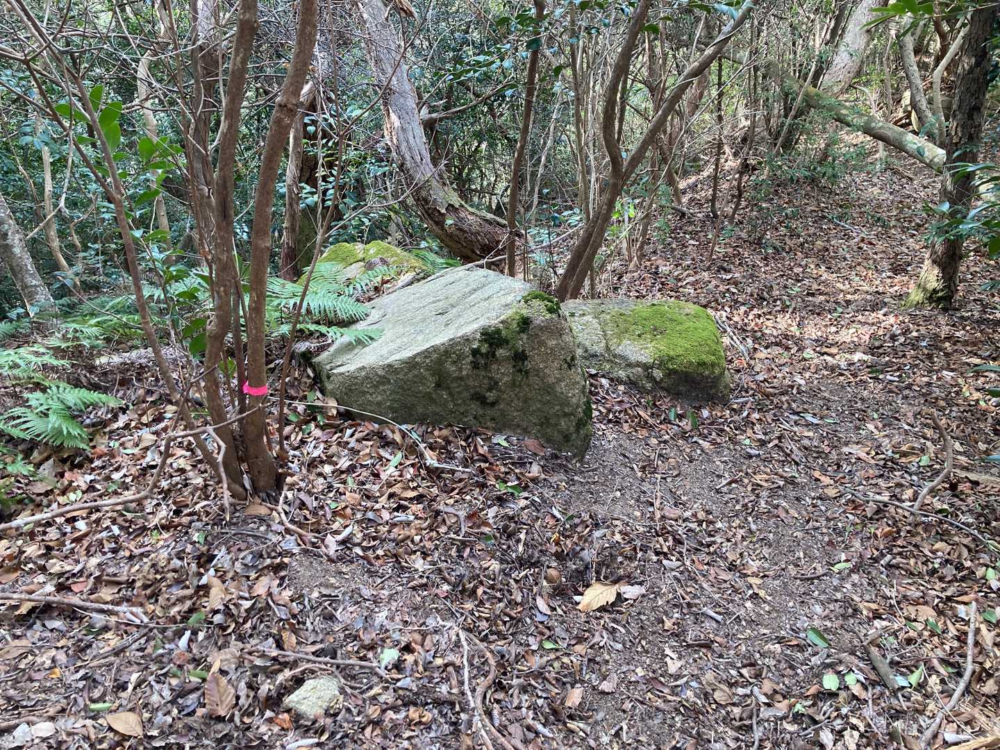 ピンクテープがあるし道もしっかりしている（今の所は）