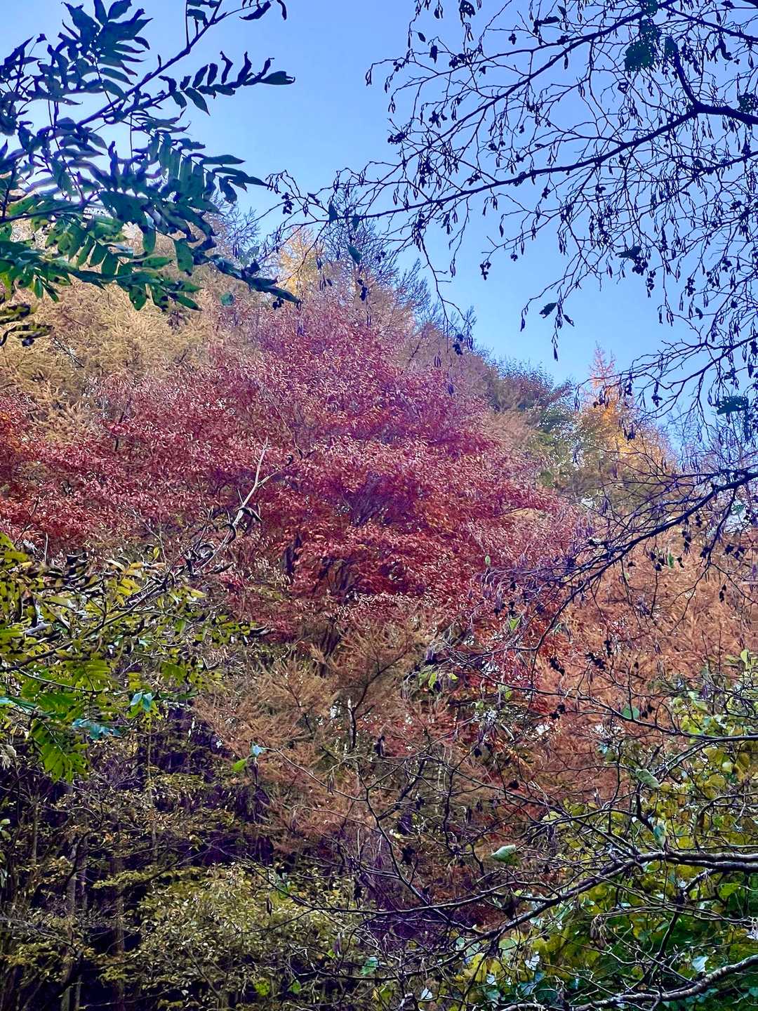 鳥居地峠-高座山-大権首峠-杓子山 周回コースの写真