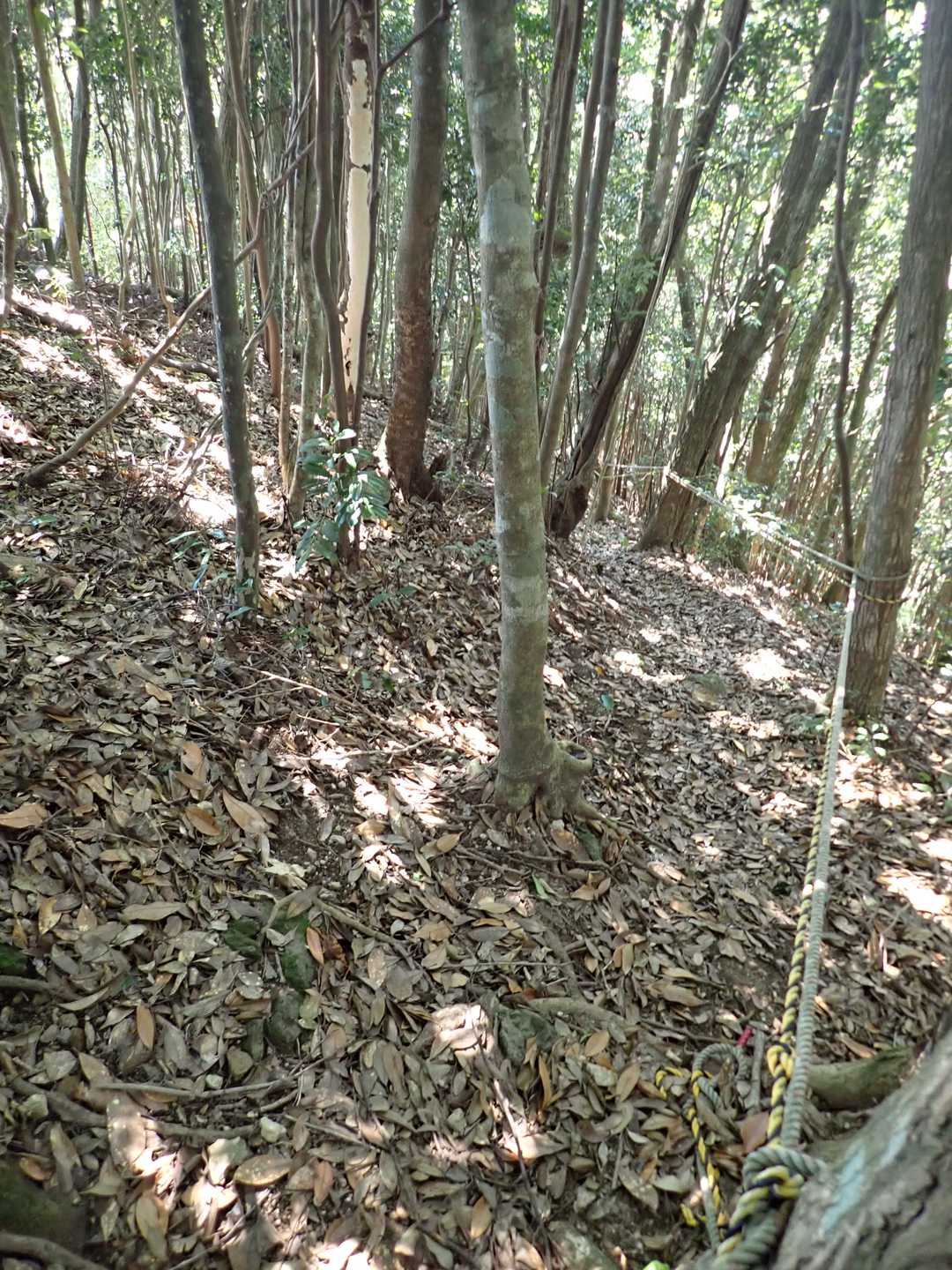 花尾山 周回コースの写真