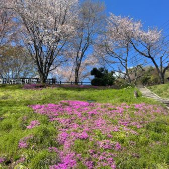春🌸
雨上がり鮮やか綺麗だ🤩😍
