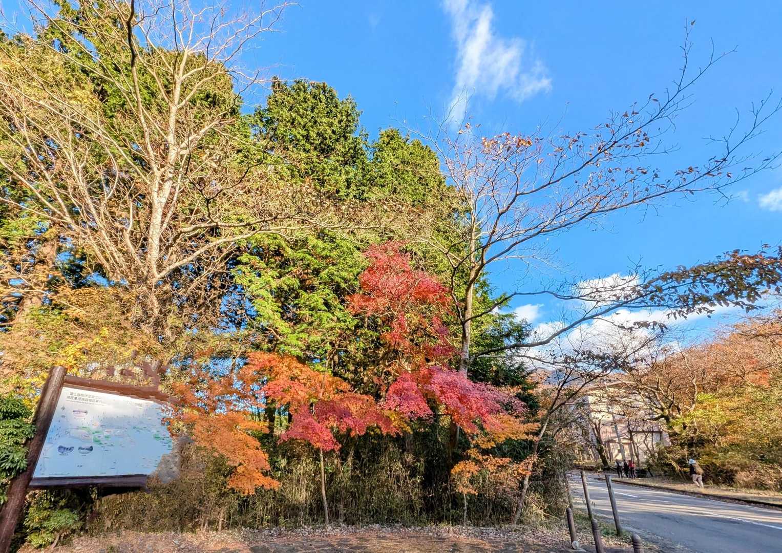 姥ヶ茶屋-乙女峠-丸岳-長尾峠-桃源台駅 縦走コースの写真