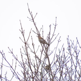 お！
枝の裏のアトリさん😀