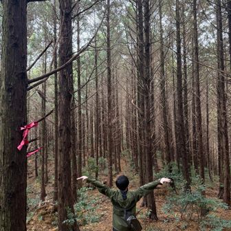 杉林は好きです