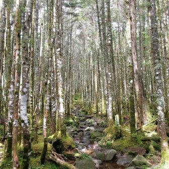 シラビソの森の空気に包まれて蘇生