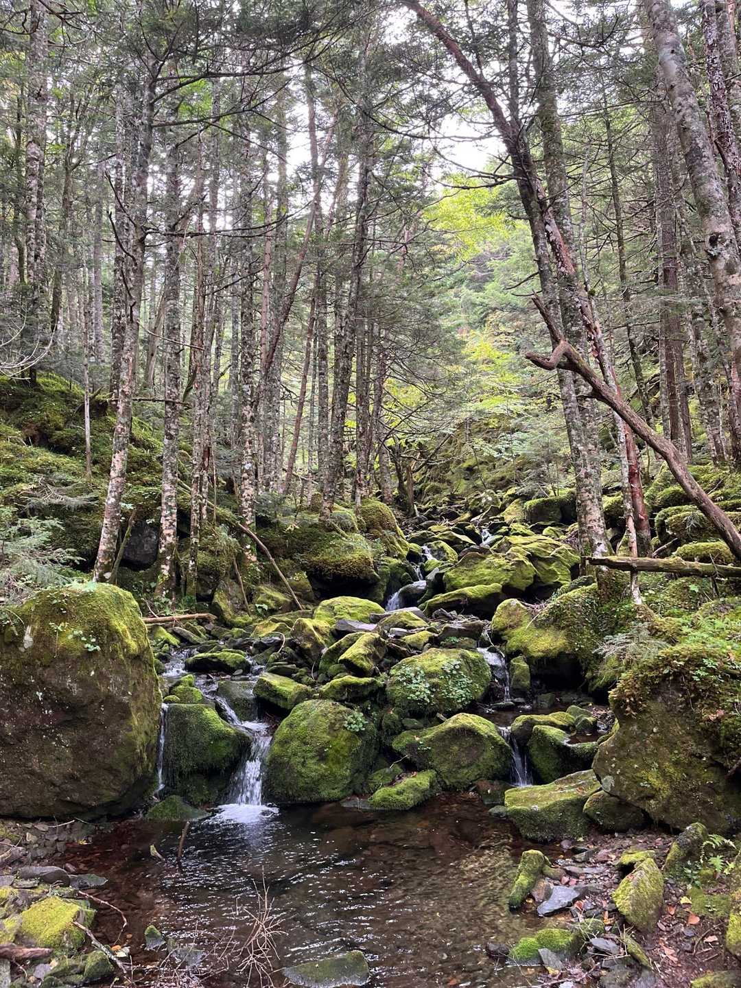 癒しのジブリスポット😎
苔がいい感じ
ここ迄の登山道は土砂崩れで工事車両👷👷‍♀️👷‍♂️が入って歩きやすい🚶‍♀️‍➡️🚶‍♂️‍➡️けど雰囲気は今一つ