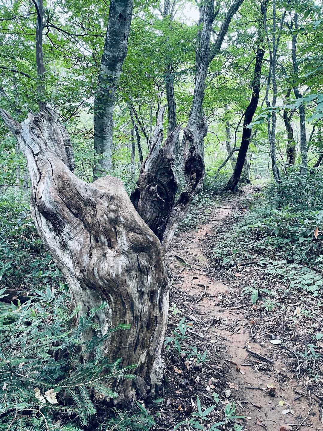 立派な木のオブジェ🪾
