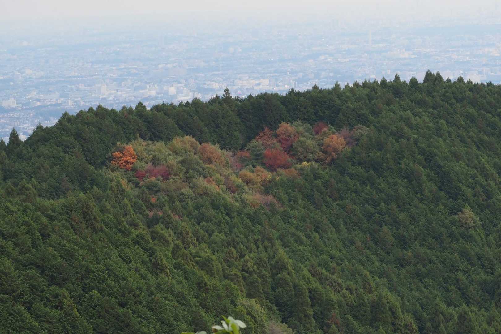 ハート♥️マークも黄葉し始めました！