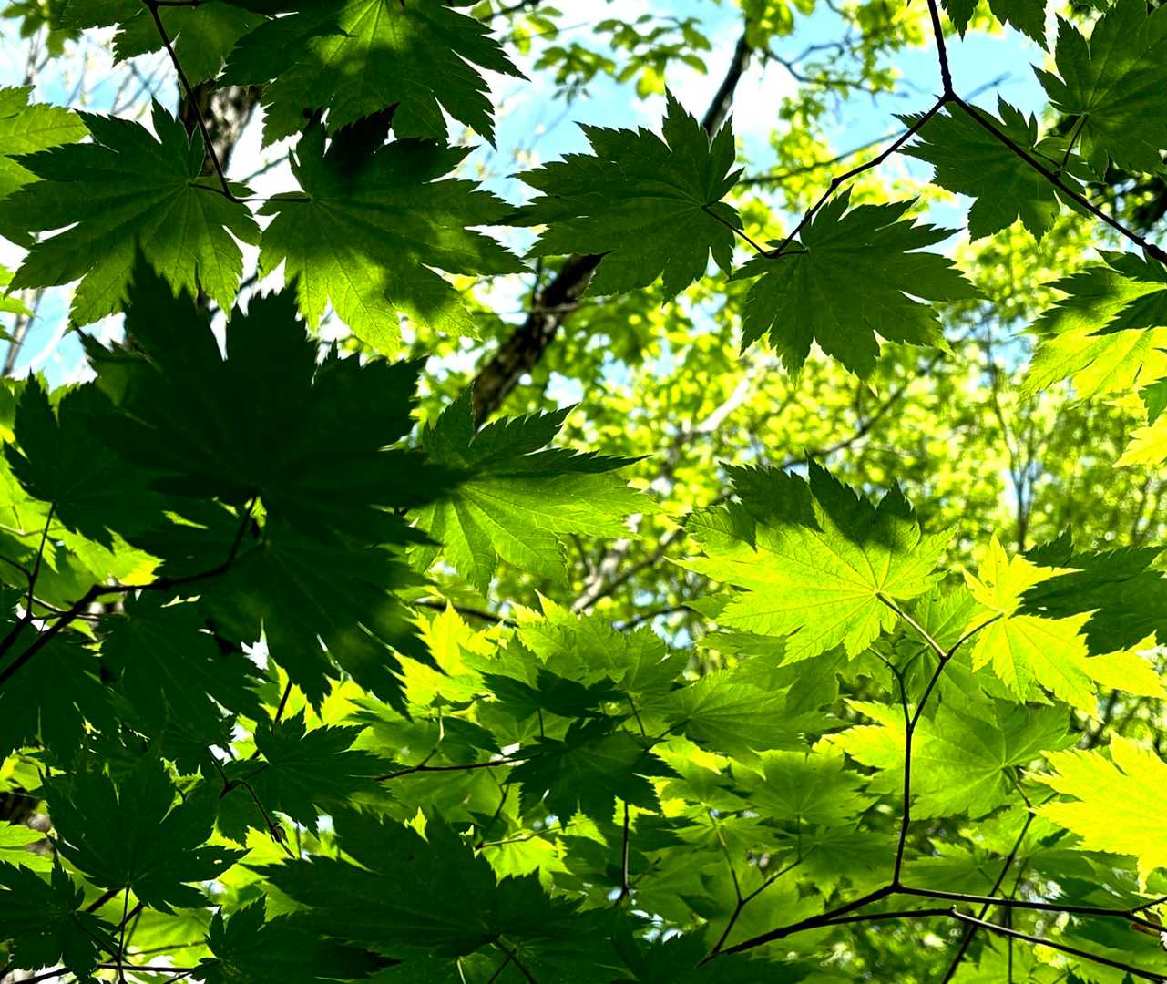 青もみじのグラデーション🌿