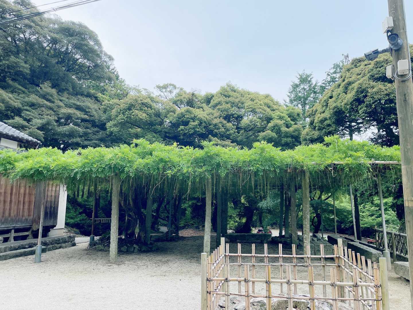 藤の花見たかったな💜