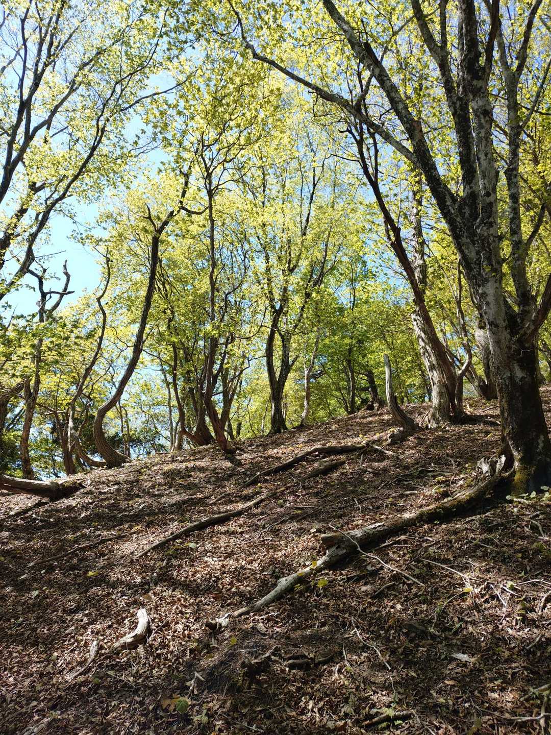 いきなり急登を登り切ると、尾根に出ました。
新緑がキラキラ✨️