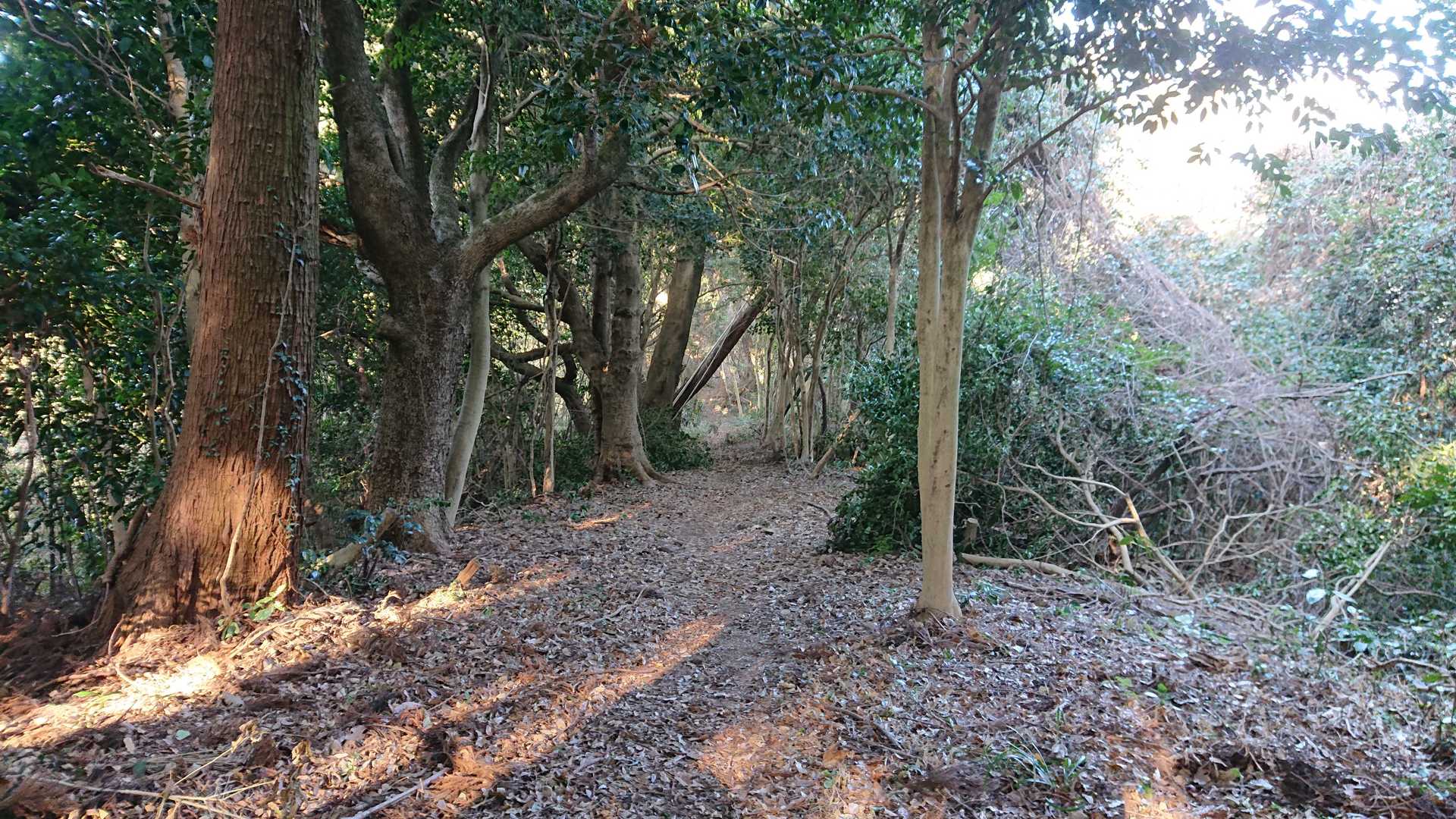 四熊ヶ岳登山口-四熊ヶ岳-法師ヶ岳 往復コースの写真