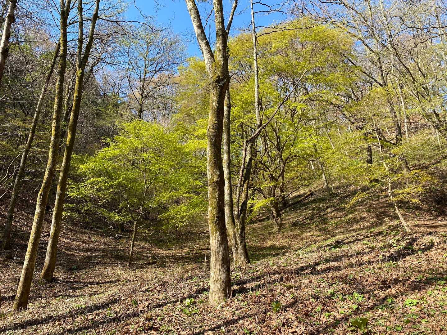 陣馬高原下バス停-陣馬新道登山口-陣馬山-陣馬山登山口-陣 縦走コースの写真
